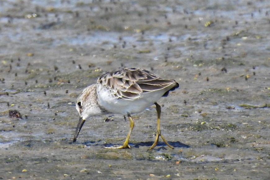 El ave registrado en Melincué fue captado muy pocas veces en nuestro país. Crédito: Mario Casadei