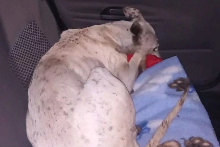 Ponen sus autos particulares para rescatar animales o hacerlos atender en veterinarias.