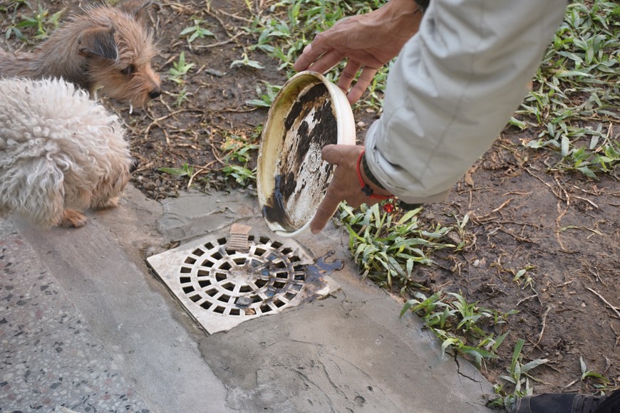El descacharrado, medida clave para evitar la proliferación del vector. Créditos: Flavio Raina