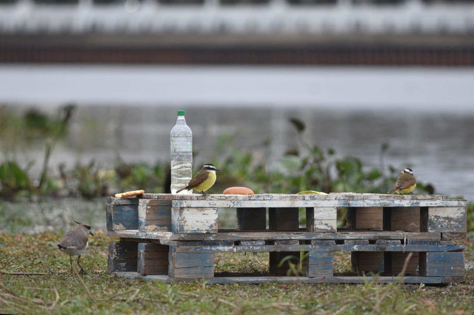 Las aves cada vez mas cerca de la ciudad. Teros y benteveo buscan comida en las primeras horas de la mañana en la costanera Este. 