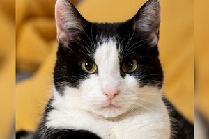 Más que simples mascotas, los gatos se convierten en compañeros leales y beneficiosos para nuestra salud y bienestar emocional.