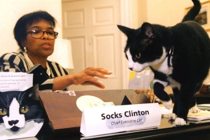 Socks Clinton, el gato presidencial de Estados Unidos que originó la efeméride internacional.