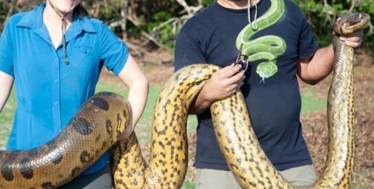 Esta es la nueva serpiente más grande del mundo, image size:1297x655
