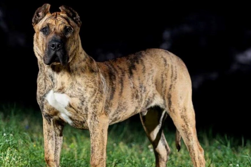 La propuesta también aborda la creación de un registro provincial de perros potencialmente peligrosos.