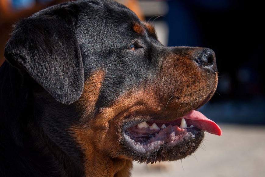 Se prohíbe la cría, reproducción, tráfico y tenencia de perros potencialmente peligrosos.