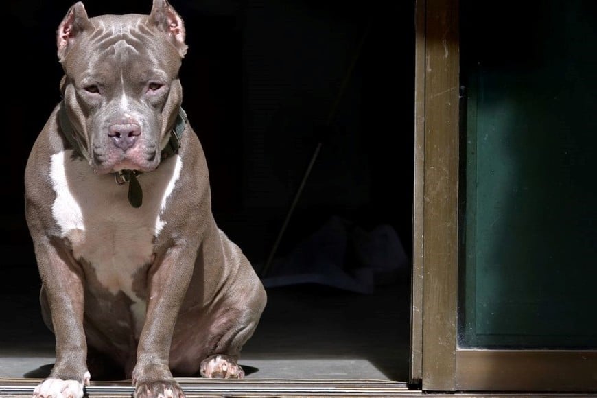 Se busca abordar la problemática de los ataques de perros potencialmente peligroso