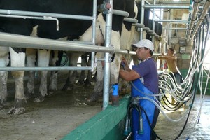 En 2023 el stock de vacas en ordeñe fue de 1,58 millones de cabezas, apenas por encima de las que se contabilizaron el año previo.