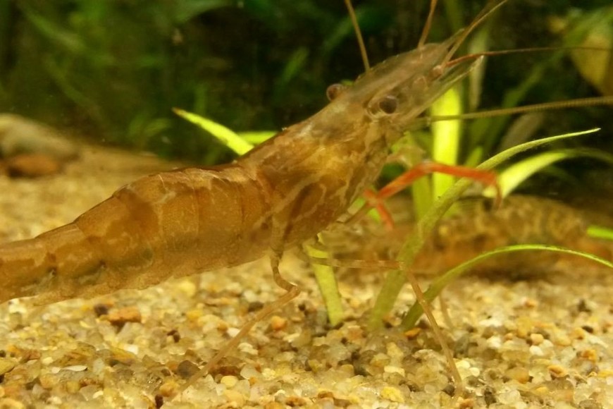 El camarón de río es una especie nativa que puede alimentarse de larvas y pupas de mosquitos.