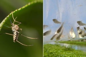 Las enfermedades transmitidas por mosquitos causan 700.000 muertes al año, por lo que controlar su presencia con enemigos naturales es fundamental.
