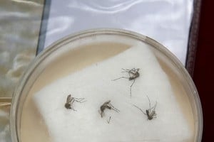 El Aedes Aegypti es el mosquito transmisor del virus del zika, dengue, chikungunya y la fiebre amarilla
pecimens of Aedes aegypti mosquito are exhibited during a campaign to raise awareness of preventing the entry of the Zika virus into the country, at the Health Ministry in Lima, Peru January 27, 2016.  The Peruvian Health Ministry is organising a campaign to help prevent the spread of the Zika virus and other mosquito-borne diseases. REUTERS/Mariana Bazo peru  mosquitos trasmision virus campaña prevencion control de epidemia fumigacion virus zica Aedes Aegypti es el mosquito transmisor del virus del zika, dengue, chikungunya y la fiebre amarilla