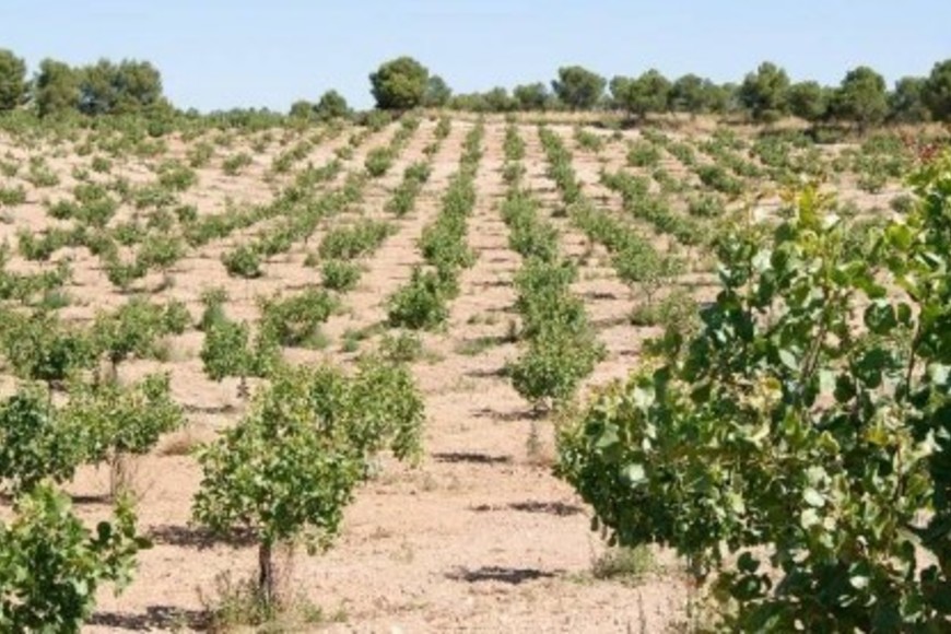 Cultivo de pistachos.