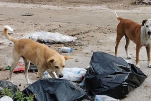 Los investigadores subrayaron que lo encontrado en la carne es un pesticida que está prohibido en el mundo.