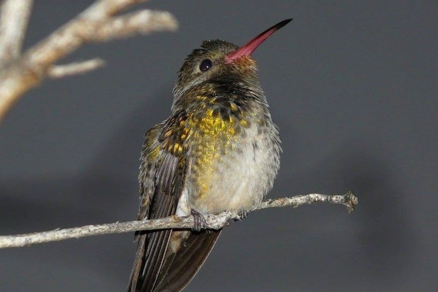 El senador santafesino explicó que la reserva, con su diversidad ambiental y su importancia educativa, merece ser parte de las acciones de conservación.