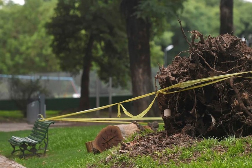 Se espera que los reemplazos se realicen en la próxima temporada de plantación.