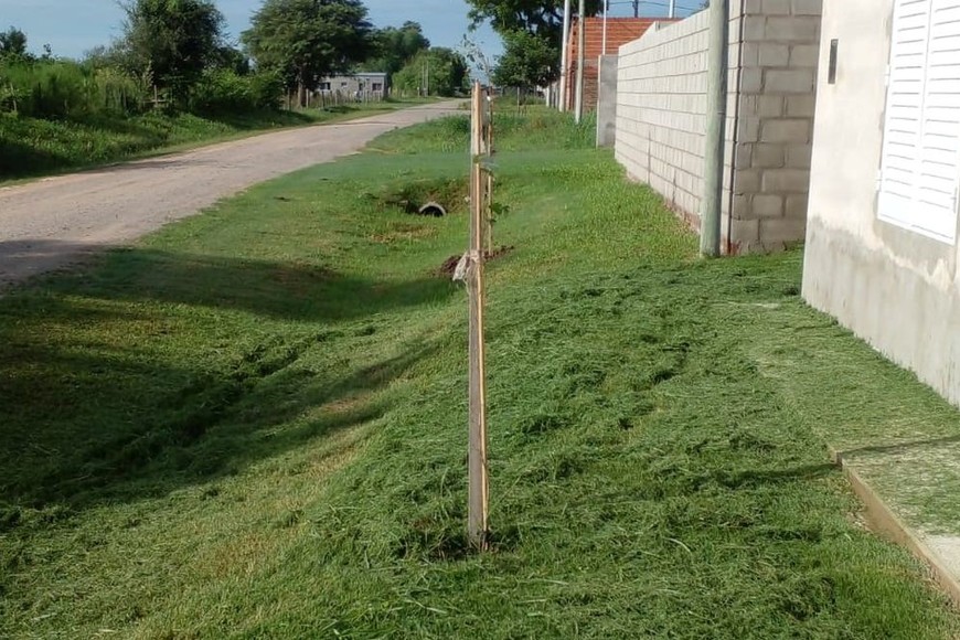 "Después del acto, se realizó una hermosa actividad: plantamos un árbol, en la plaza San Martín junto a los niños y niñas de primer grado", añadió Osta luego del inicio del ciclo lectivo 2024.