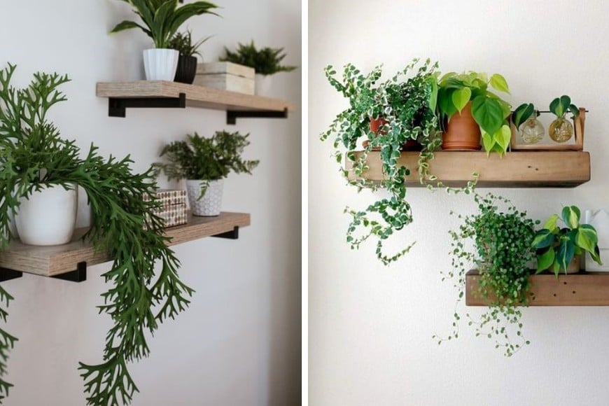 Colocá plantas colgantes en tus repisas. Este pequeño cambio transformará visualmente tu espacio.