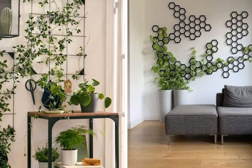 Una enredadera es una buena opción para decorar tu pared.