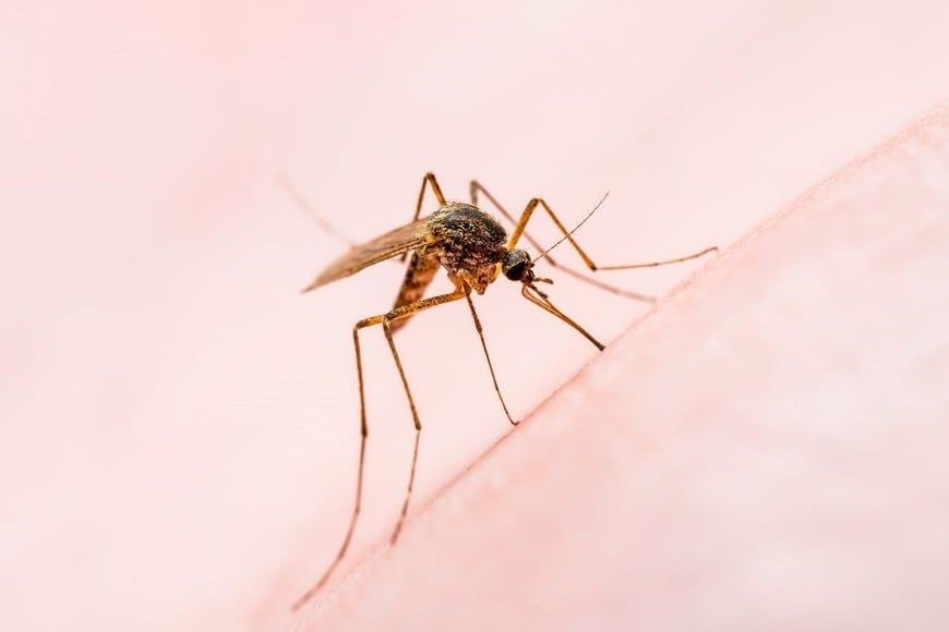 Es esencial para evitar la propagación del virus a través de la picadura del mosquito vector.