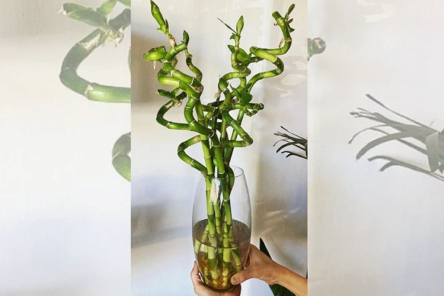 Atrae prosperidad y equilibrio