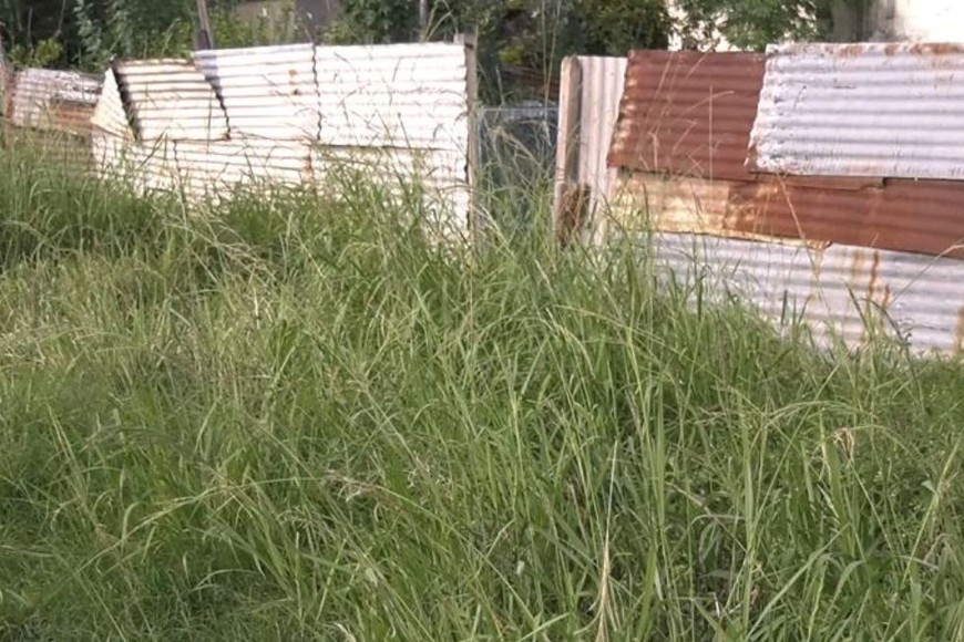 Basurales clandestinos y los pastizales atraen plagas y representan un riesgo para la salud.