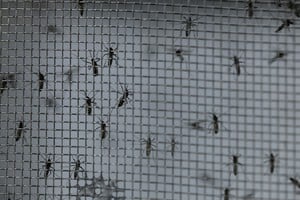 Genetically modified Aedes aegypti mosquitoes are seen inside a cage as part of the project "Aedes do Bem" which aims to reduce the number of mosquitoes that transmit dengue fever, in Campinas, Brazil February 23, 2024. REUTERS/Carla Carniel