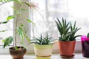 Elegir la maceta adecuada es fundamental para el éxito de tus plantas.