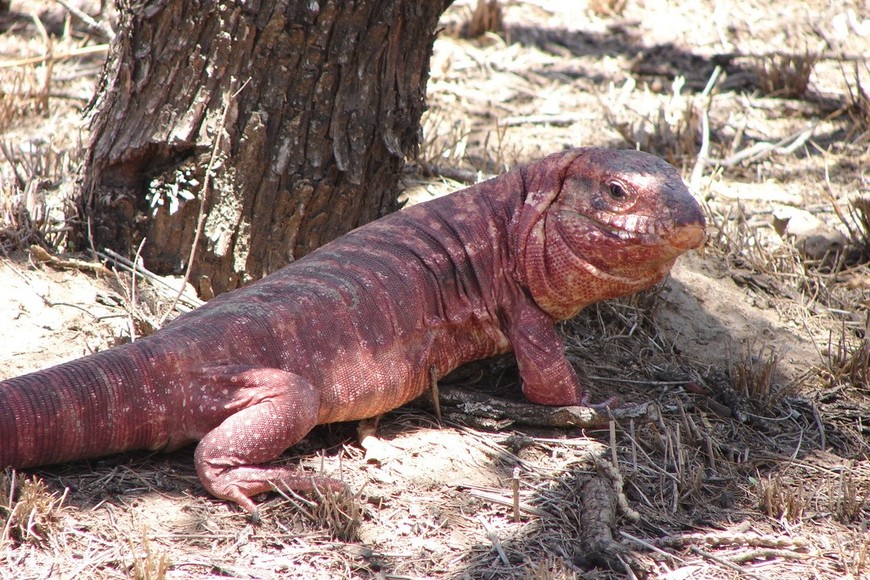 Lagarto colorado del oeste de Córdoba. Crédito: iNaturalist