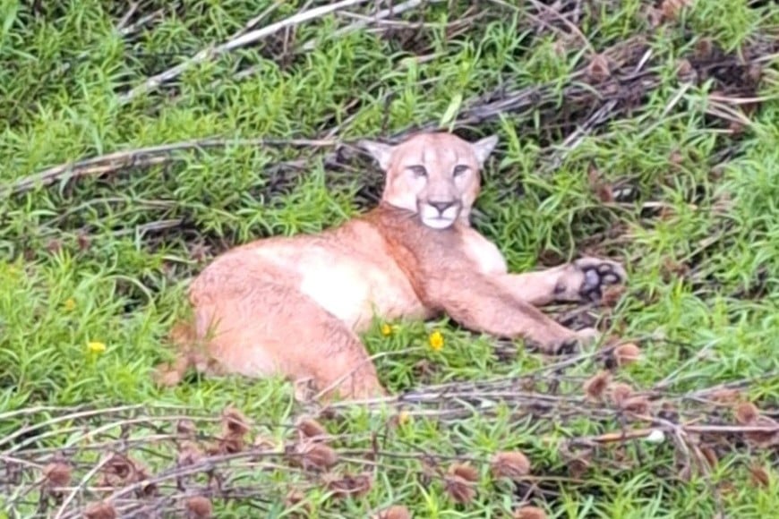 El animal apenas ocurrido el accidente, al costado del camino. Luego murió. Crédito:  Info Más Noticias.