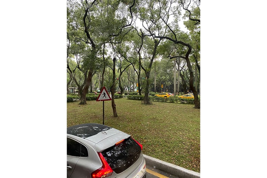 Las avenidas principales de Taipéi cuentan con amplios bulevares ornamentados con flores y árboles. Una conjunción perfecta entre edificaciones y la naturaleza. Foto: Gonzalo Zentner