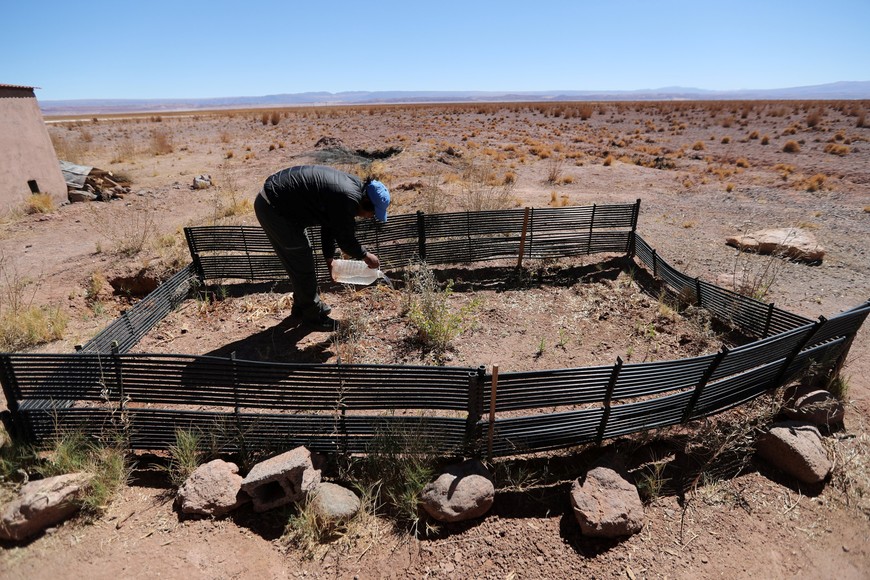 A park ranger irrigates a young tree at Cejar lagoon at Atacama salt flat near San Pedro de Atacama, Chile, August 15, 2018. REUTERS/Ivan Alvarado  SEARCH "MINE LITHIUM" FOR THIS STORY. SEARCH "WIDER IMAGE" FOR ALL STORIES. chile  salar de Atacama recorrida por el lugar mayor depósito salino