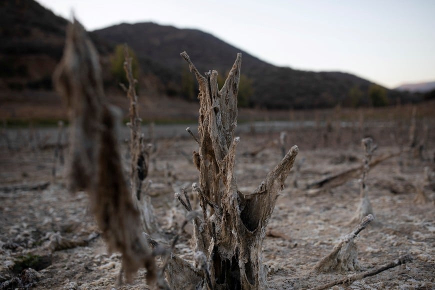A view of withered plants on the dried out bed of the Rungue reservoir during a drought in Rungue, north of Santiago, Chile, April 11, 2022.  REUTERS/Pablo Sanhueza