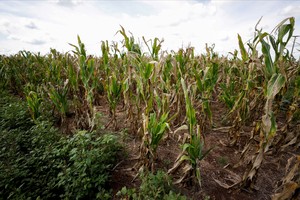FILE PHOTO: Corn plants affected by a long drought that finally ended this month by the arrival of rain, is pictured in a farm in 25 de Mayo, in the outskirts of Buenos Aires, Argentina January 24, 2022.  REUTERS/Agustin Marcarian/File Photo