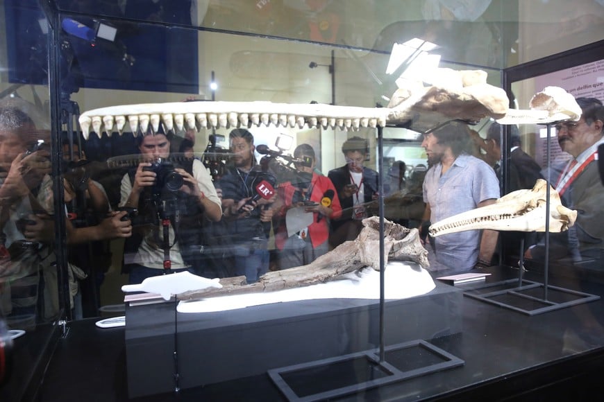 (240320) -- LIMA, 20 marzo, 2024 (Xinhua) -- Imagen del 20 de marzo de 2024 del fósil de cráneo de delfín amazónico "Pebanista yacuruna" de 16 millones de años de antigüedad presentado en la exposición paleontológica en el Museo de Historia Natural de la Universidad Nacional Mayor de San Marcos, en Lima, Perú. (Xinhua/Mariana Bazo) (mb) (jg) (da) (ce)