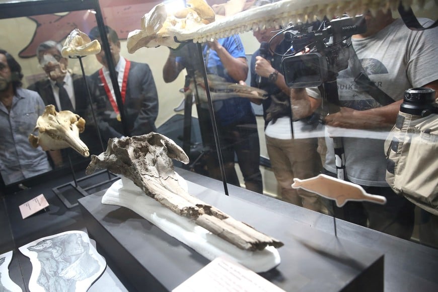 (240320) -- LIMA, 20 marzo, 2024 (Xinhua) -- Imagen del 20 de marzo de 2024 del fósil de cráneo de delfín amazónico "Pebanista yacuruna" de 16 millones de años de antigüedad presentado en la exposición paleontológica en el Museo de Historia Natural de la Universidad Nacional Mayor de San Marcos, en Lima, Perú. (Xinhua/Mariana Bazo) (mb) (jg) (da) (ce)