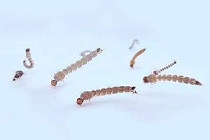 Larvas. Son del mosquito aedes aegypti, transmisor del dengue.

Gentileza Conicet.