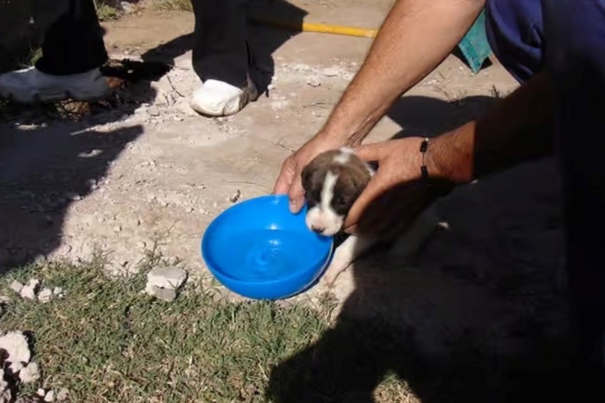 El cachorro fue llevado al Dispensario Canino.