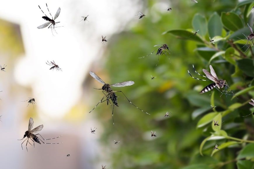 La principal estrategia para combatir la propagación del dengue es la eliminación de criaderos de mosquitos Aedes aegypti.