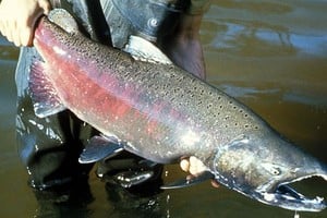 En 2018, el biólogo Jorge Liotta, registro por primera vez el salmón chinook en el delta del río Paraná, en el curso inferior del río de La Plata. (Imagen ilustrativa). Foto: Captura digital