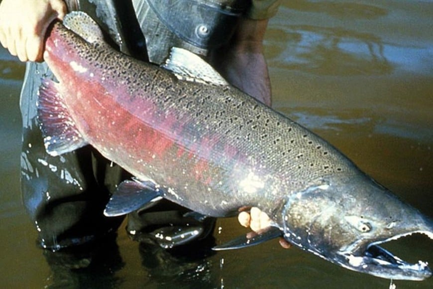 En 2018, el biólogo Jorge Liotta, registro por primera vez el salmón chinook en el delta del río Paraná, en el curso inferior del río de La Plata. (Imagen ilustrativa). Foto: Captura digital