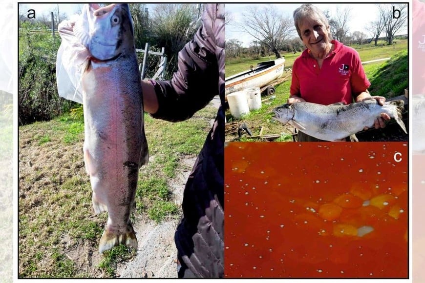 Primer registro de una hembra madura de trucha arcoíris Oncorhynchus mykiss capturada en septiembre de 2021 en el río de La Plata. En la foto (c) los óvulos maduros que se encuentran en uno de los ovarios. Foto: Gentileza Wilmar Merino.