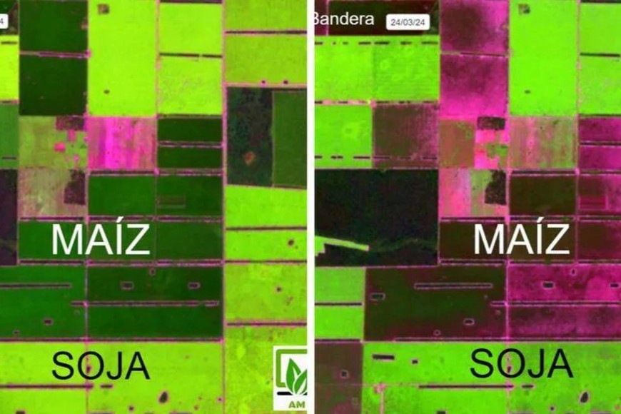 Se apagó. A la izquierda la imagen satelital muestra los maíces con desarrollo normal el 9 de marzo en Bandera, Santiago del Estero. A la derecha, el 24 de marzo esos colores se opacaron, señal de que el cultivo cortó el ciclo.
