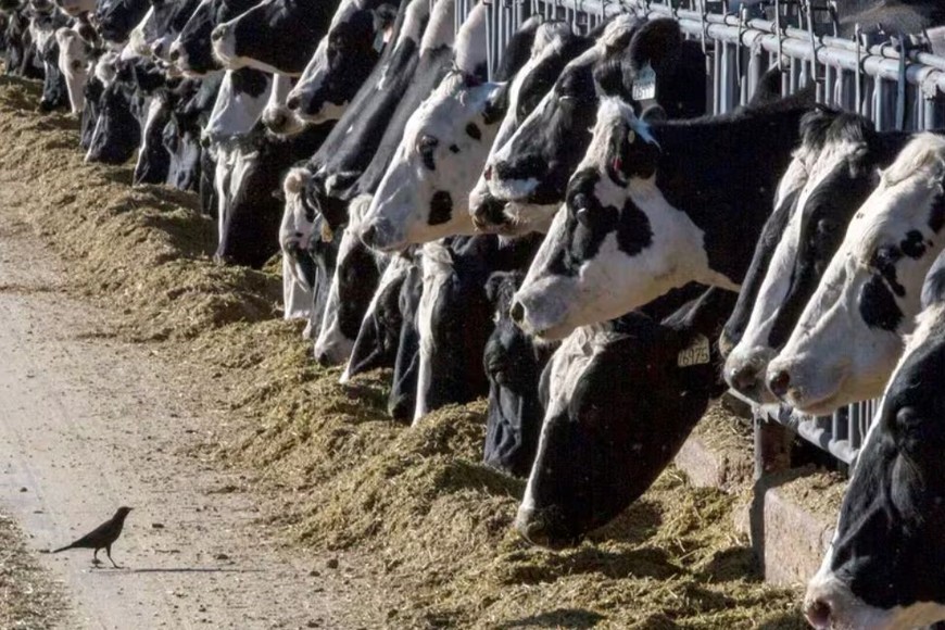 Solo la leche de animales sanos puede ingresar al suministro de alimentos