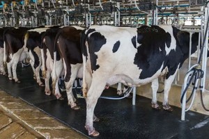 Detectaron casos de gripe aviar en vacas lecheras