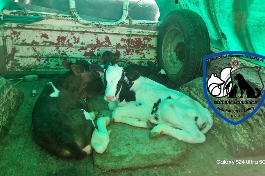 Los uniformados registraron el estado en que encontraron a los animales. Foto: Gentileza