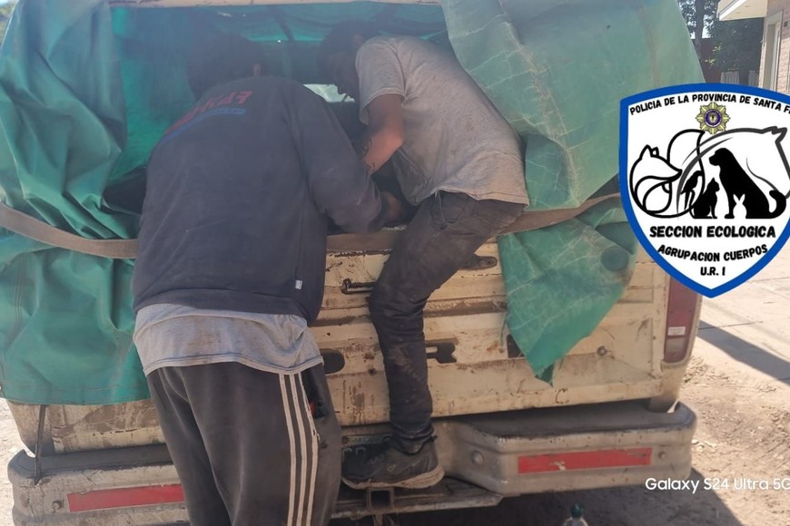 La Policía Ecológica descubrió los animales que aguardaban su traslado en la caja de una camioneta Ford F100. Foto: Gentileza