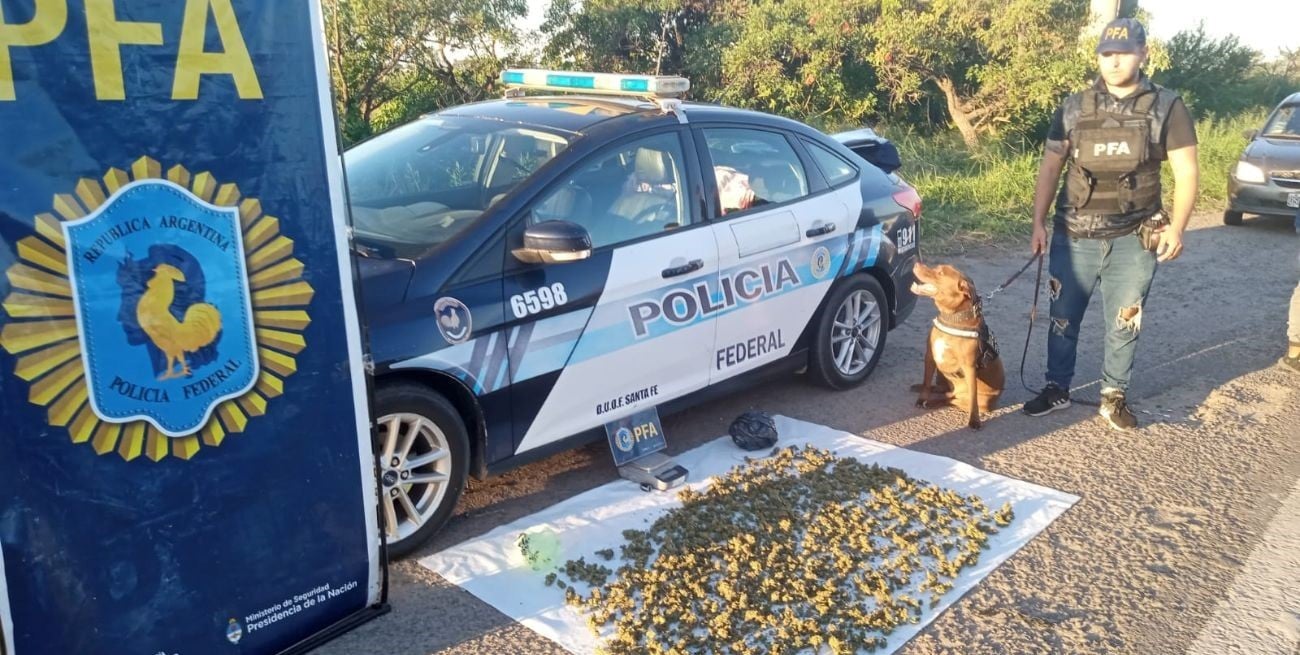 Policía Federal: el perro Zeus detectó cogollos de marihuana  en un automóvil