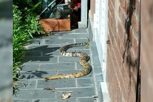 La víbora en el patio de una casa del noreste de la ciudad de Santa Fe.