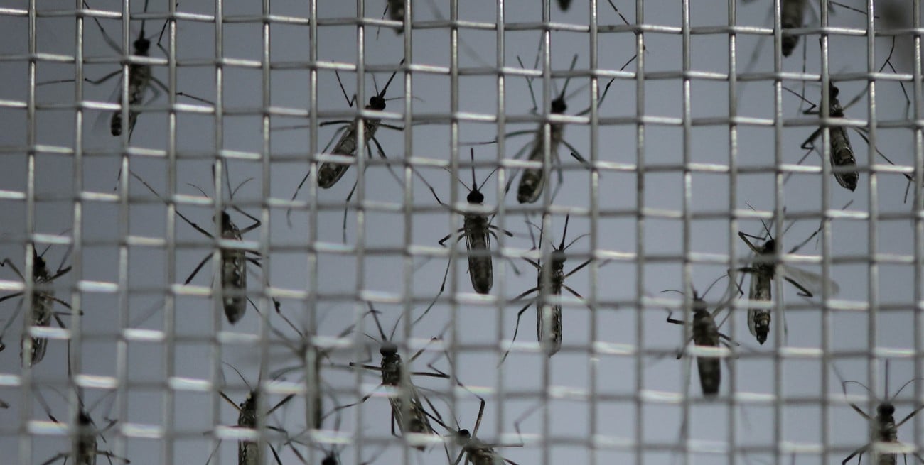 Dengue: se registra un descenso de casos en Santa Fe 
