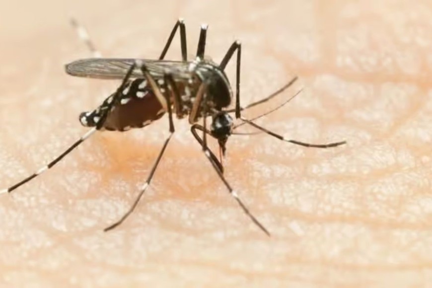 Alerta por dengue en todo el territorio provincial.