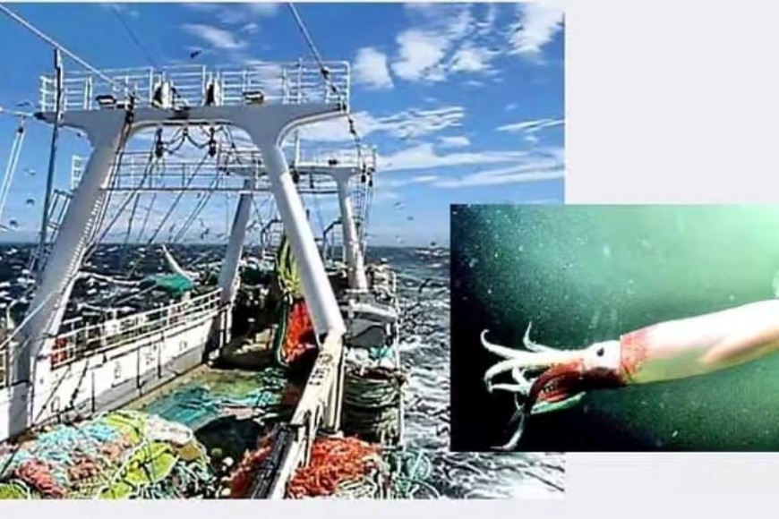 Con licencias vendidas por los isleños, el 20% del calamar consumido en Europa se pesca en Malvinas.